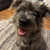 Murphy, Hund zur Adoption