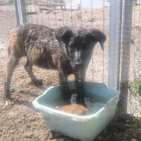 Verdi, Hund zur Adoption