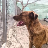 Viva, Hündin zur Adoption