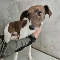 Ruhige Zelda, Hündin zur Adoption