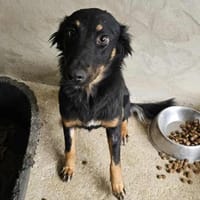 Aufgeschlossene Paloma, Hündin zur Adoption