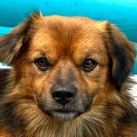 BARLEY-zuckersüßer Rüde, 33 cm, Hund zur Adoption