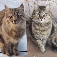 Aliki und Daisy aus dem Tierschutz, Katze zur Adoption