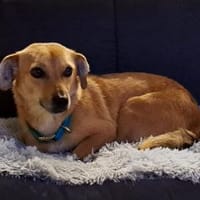 Luna, kleine, feine Hundelady wartet in, Hündin zur Adoption