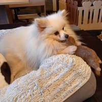 Snowy in 27478 Cuxhaven #, Hund zur Adoption