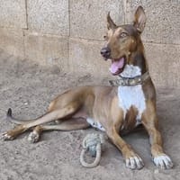 Melodia hat wieder Vertrauen, Hündin zur Adoption