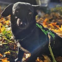 Delany ist neugierig und verspielt, Hündin zur Adoption