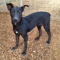 Prue, Hündin zur Adoption