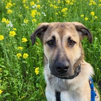Rüdiger, freundlich, lieb, sucht Familie, Hund zur Adoption