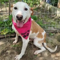 Sanfte Mimi, Hündin zur Adoption