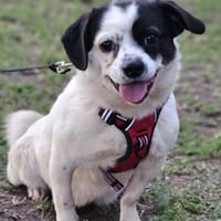 Tillmann geniesst jede Zuwendung sehr, Hund zur Adoption