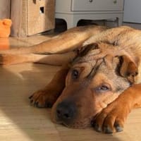 Urki noch so jung, will durchstarten, Hund zur Adoption