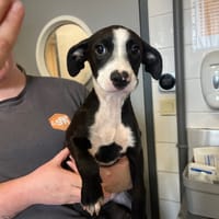 KAM, chienne à adopter