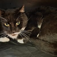 Torretto, chat à adopter