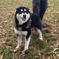 VALK OAA19880, chienne à adopter