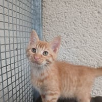 MYSTIROU, chat à adopter