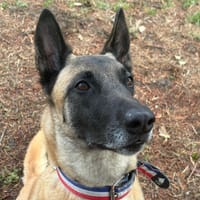 Rita, chienne à adopter