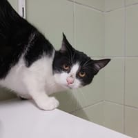 CLOVER, chat à adopter