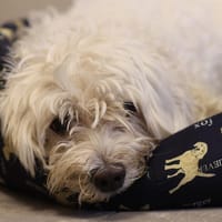 YOUKI, chien à adopter