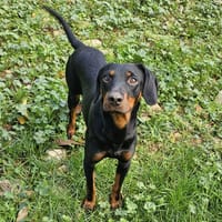 Firmin, chien à adopter