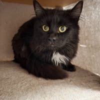 Bobby, chat à adopter