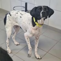 VERVEINE, chienne à adopter