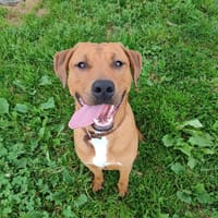 HOMARD QCN (reserve), chien à adopter