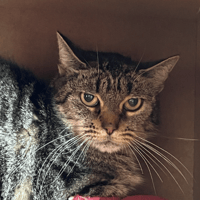 ZAMEE, chatte à adopter