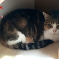 Souris, chatte à adopter