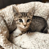 MERIDIA, chatte à adopter