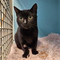 HEDWIGE, chatte à adopter