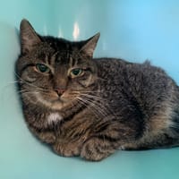 Belote, chatte à adopter