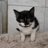 TOUCALIN, chatte à adopter