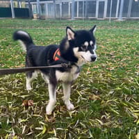 BOOBOOBIS OAA19881, chien à adopter