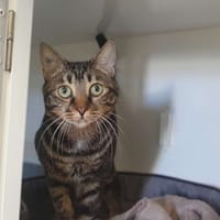 Crispy, chat à adopter