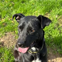 Nuggets, chienne à adopter