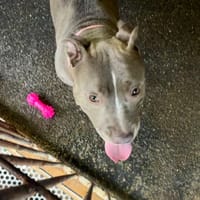 Athena, chienne à adopter