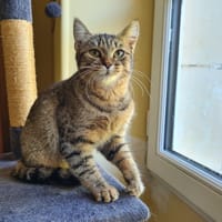 ARWEN, chatte à adopter