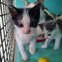 ATLAS, chat à adopter