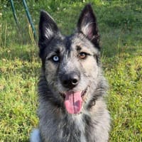 Belle CAA14340, chienne à adopter