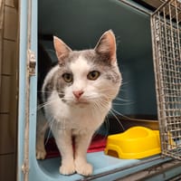 POUDLARD, chat à adopter
