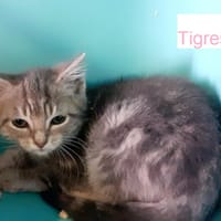 TIGRESSE, chat à adopter