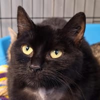 MYSTIK, chatte à adopter