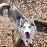 Roxy, chienne à adopter