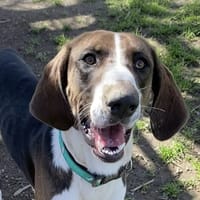 YUKI, chien à adopter