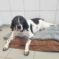 CALINE, chienne à adopter