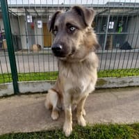 YOKO, chien à adopter