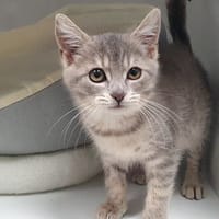 JUMBA CHA, chatte à adopter