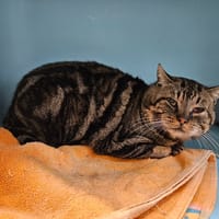 SERDAIGLE, chat à adopter