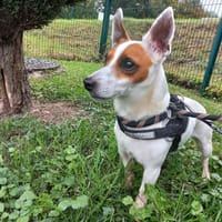 Oliver, chien à adopter